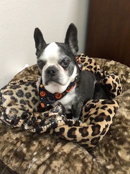 Patty in dog bed Patty in dog bed